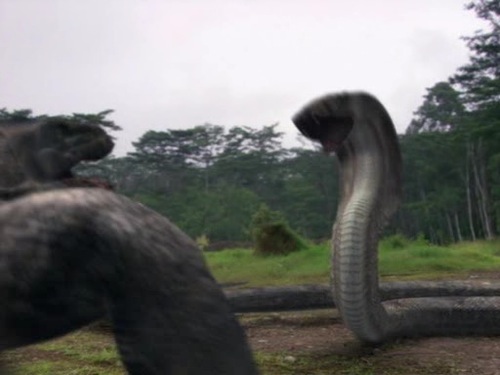 komodovscobra-3.jpg