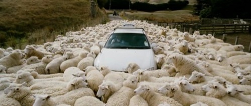 blacksheep-4.jpg