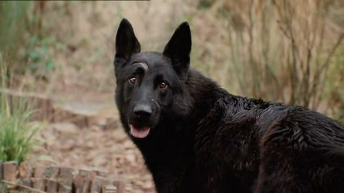 breed-2.jpg