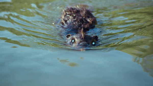 zombeavers-new-2